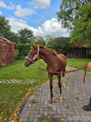wunderschöne Oldenburger Fuchsstutfohlen zu Verkaufen Bild 3