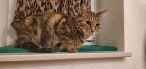 Katze sucht ein liebevolles Zuhause, Einzelhaltung