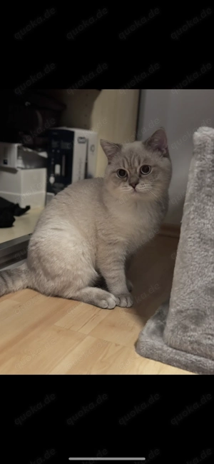 Wunderschöner Britisch Kurzhaar-Kater Balou sucht ein liebevolles Zuhause 