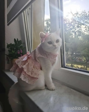 Britisch Kurzhaar Weiblich