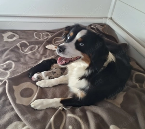 Mini Australian Shepherd Welpen 