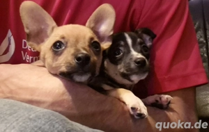 Chihuahua Nur noch 2 Rüden 