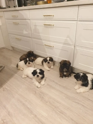 Wunderschöne Shih-tzu Pekinese Welpen