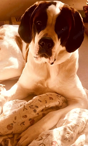 Berhardiner Hündin sucht liebevolle Zuhause 