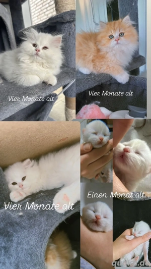 persische Katze, langhaarig 