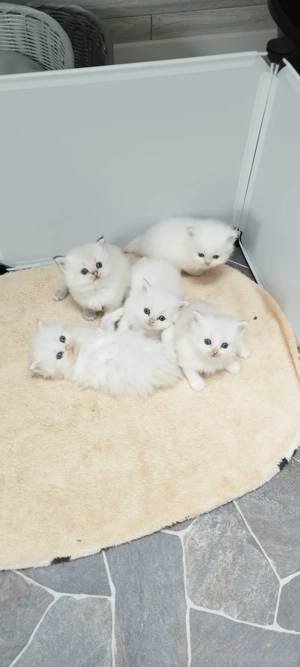 Edelkatze Britisch Langhaar Kurzhaar BLH BKH Kitten, Stammbaum 