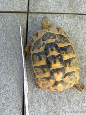 Griechische Landschildkröte weiblich