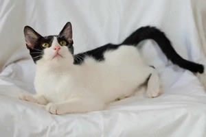 Bubu, verspieltes Krümelmonster, ca. 7 Monate *Tierschutz*