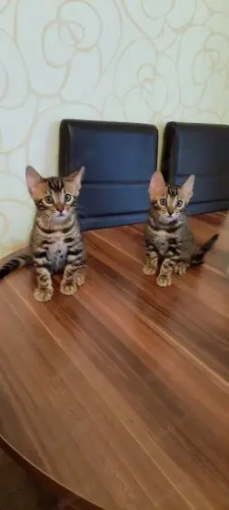 Bengal Exklusive, reinrassige Bengal Kittens