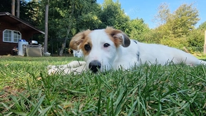 Tonya - Hundemädchen sucht ein Zuhause