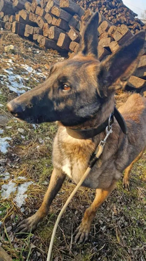 *AIRI* Der ängstliche Rüde sucht hundeerfahrene Familie, da er erst Vertrauen aufbauen muss