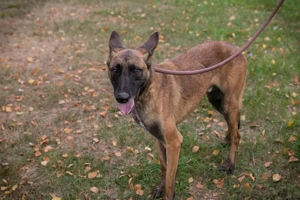 *AIRI* Der ängstliche Rüde sucht hundeerfahrene Familie, da er erst Vertrauen aufbauen muss
