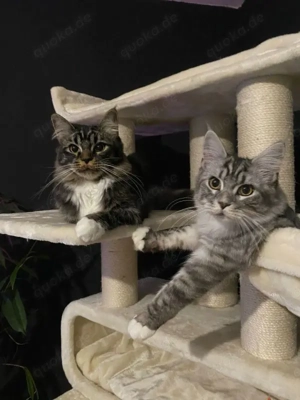 Maine Coon Kittens suchen neues Zuhause