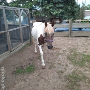Tolles Pferd, Wallach 5 Jahre