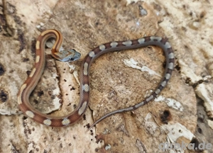 Babykornnatter Männchen ToffeeMotley