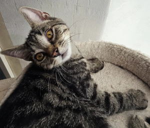 Katzenkinder aus einer Pflegestelle suchen dich   