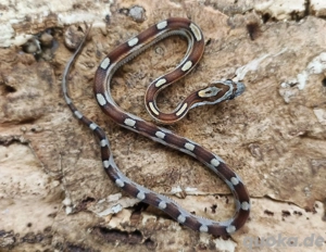 Babykornnatter Weibchen ToffeeMotley abzugeben 