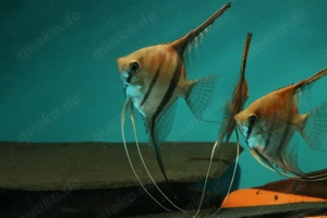 Manacapuru Rotrücken Skalar - Pterophyllum scalare - Fische Bild 5