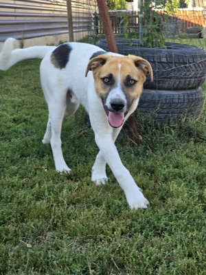 Nathan - Ein Entdecker mit großem Herzen sucht sein Für-immer-Zuhause!