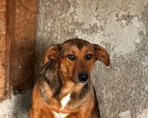Flims ca. 47 cm   wünscht sich eine Familie