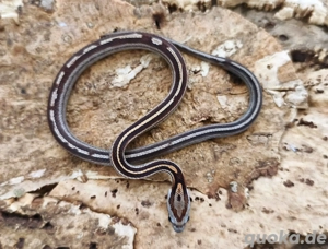 Babykornnatter Weibchen ToffeeMotleyTessera