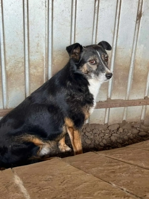 Mary K ca. 40 cm   hat viel durchgemacht
