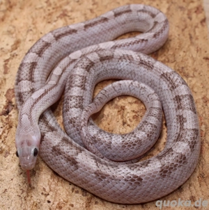 1,0 Granite poss. hom. Cinder Kornnatter 2024