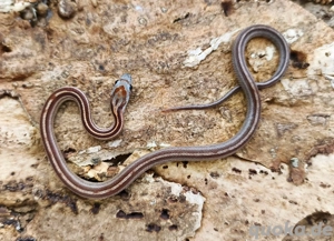 Babykornnatter Weibchen HypoMotleyTessera abzugeben 