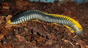 Salpidobolus sp. Hyper Avatar - Tausendfüßer - Asseln - Terrarium