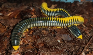 Salpidobolus sp. Hyper Avatar - Tausendfüßer - Asseln - Terrarium Bild 4