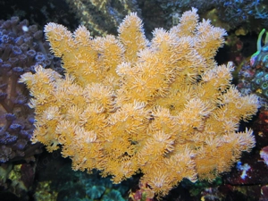 Korallenableger- Weichkoralle " Efflatounaria sp."