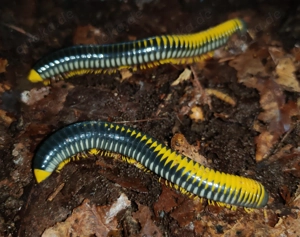 Salpidobolus sp. Hyper Avatar - Tausendfüßer - Asseln - Terrarium Bild 3