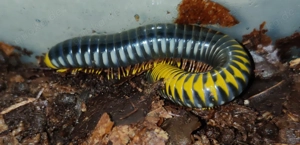 Salpidobolus sp. Hyper Avatar - Tausendfüßer - Asseln - Terrarium Bild 2
