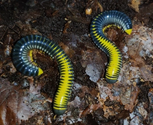 Salpidobolus sp. Hyper Avatar - Tausendfüßer - Asseln - Terrarium Bild 5