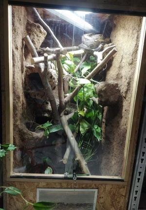 Zwergboa: 1.0 Boa constrictor imperator "Cay Caulker" DNZ 2013 Bild 8