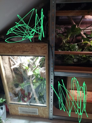 Zwergboa: 1.0 Boa constrictor imperator "Cay Caulker" DNZ 2013 Bild 7