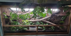 Zwergboa: 1.0 Boa constrictor imperator "Cay Caulker" DNZ 2013 Bild 6