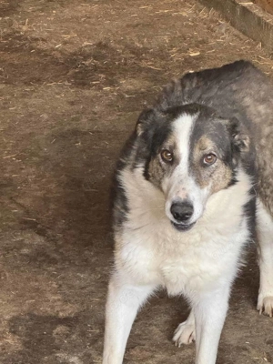 Maneli ca. 45 cm   blickt nach vorn