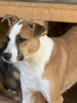 Nilo K ca. 46 cm   der Auffallende