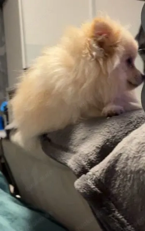 Zuckersüße pomeraniandame