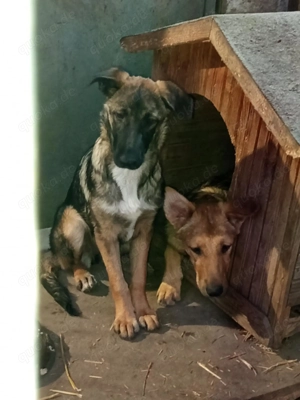 Hast du sich schon auf eine Fellnase gefreut? Hier bin ich.