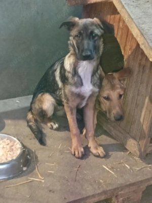 Hast du sich schon auf eine Fellnase gefreut? Hier bin ich.