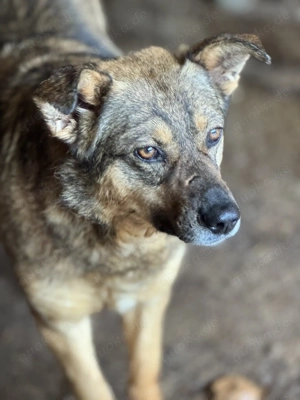 Sebo ca. 46 cm   der Wunderbare