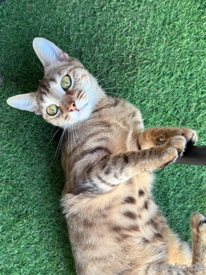 Bengalkatze zu Verkaufen