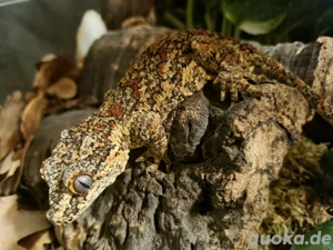 1.0 rhacodactylus auriculatus (höckerkopfgecko)