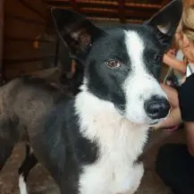 Peppino G ca. 45 cm   möchte endlich ankommen