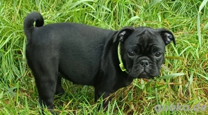 kleine Fropsiwelpen suchen liebevolles zu Hause 