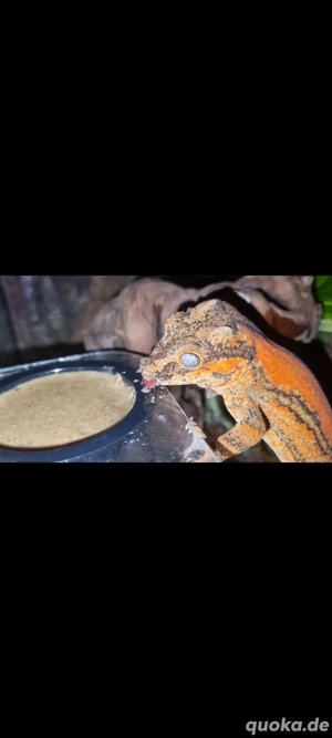 0.2 rhacodactylus auriculatus (höckerkopfgecko)