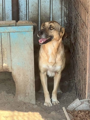 Teddy S ca. 50 cm   das Teddyschnäuzchen