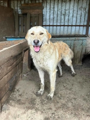 Maxi W ca. 60 cm   der Gute-Laune-Bär